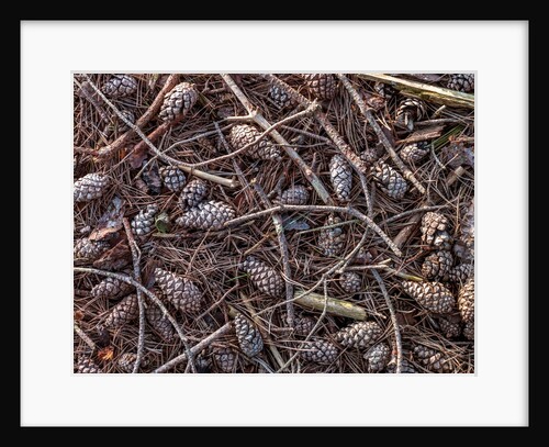 Pine cones and tree branches by Assaf Frank